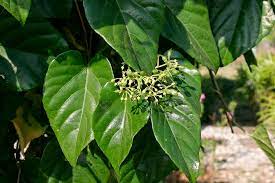 Insulina - Cissus Verticillata - Muda Menor