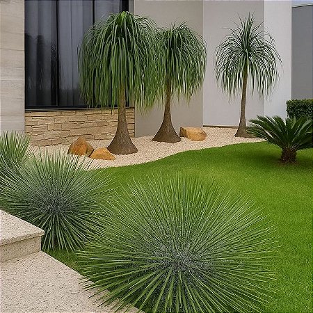 Agave Palito - Agave geminiflora