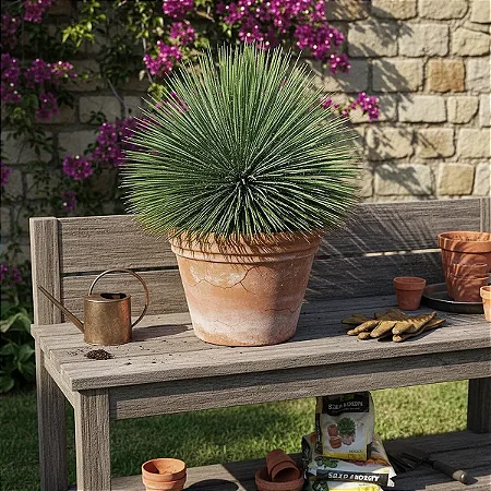 Agave Palito - Agave geminiflora