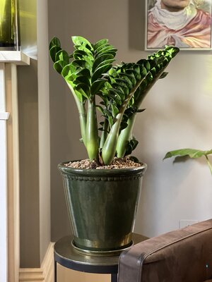 Zamioculca 'Zenzi' - Zamioculcas zamiifolia 'Zenzi'