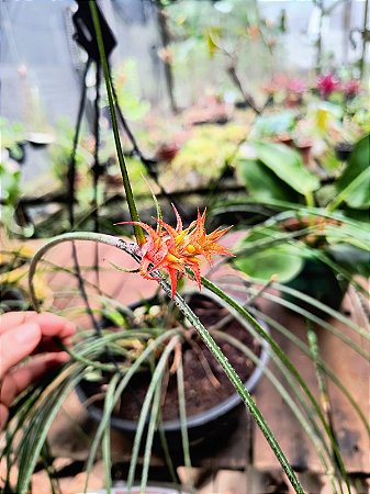 Bromélia Pendente - Acanthostachys strobilacea