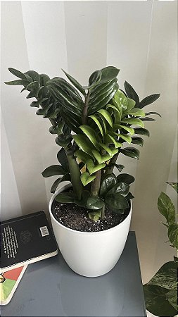 Zamioculca 'Zenzi' - Zamioculcas zamiifolia 'Zenzi' - Muda Menor