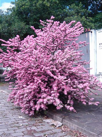 Caliandra Rosa (Calliandra tweediei)