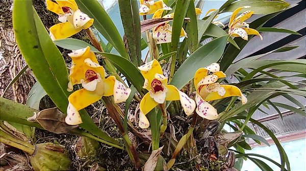Maxillaria Rufescens