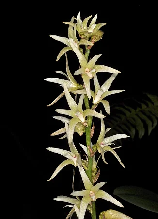 Eria Javanica