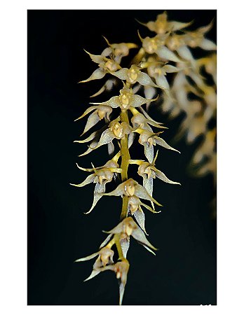 Bulbophyllum Gibbosum