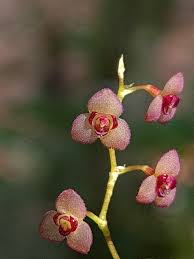 Stelis SP.
