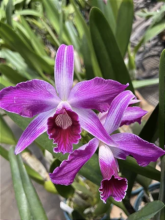 Laelia Striata
