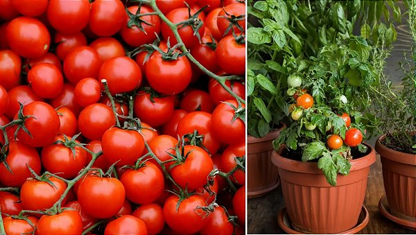 Tomate Cereja -Solanum lycopersicum var. cerasiforme
