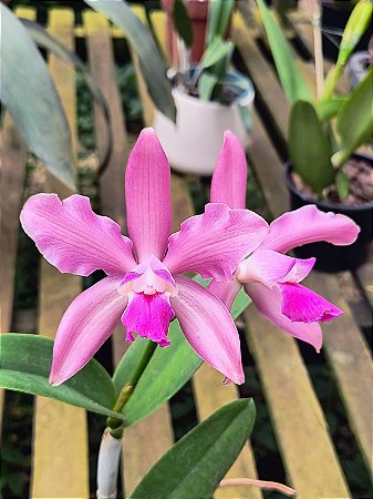 Cattleya tigrina x Cattleya violacea (Var 1)