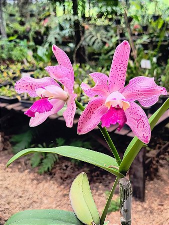 Cattleya tigrina x Cattleya violacea (Var 2)