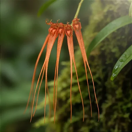 Orquídea Bulbophyllum tingabarinum