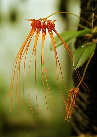 Bulbophyllum tingabarinum