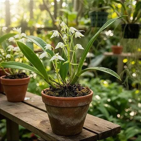 Eria elata - Pinalia elata