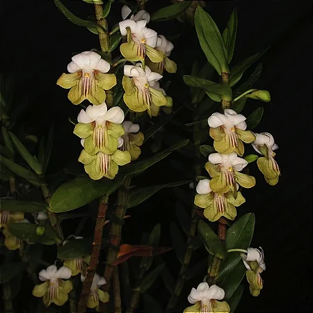 Dendrobium uniflorum