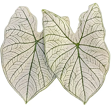 Bulbo de Caladium Allure