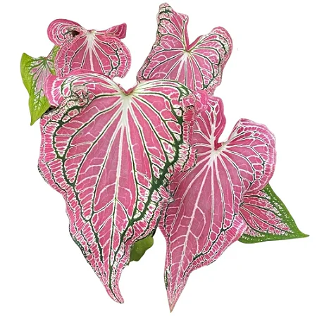 Bulbo de Caladium Thay Beauty
