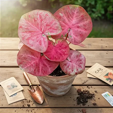 Bulbo de Caladio Thay Beauty (Caladium)