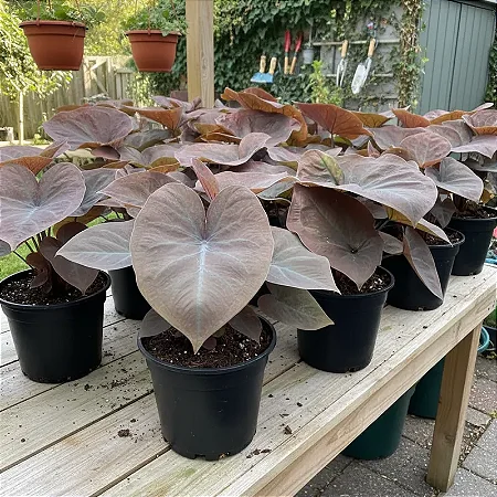 Bulbo de Caladium Mamba Negra (caládio)