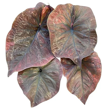 Bulbo de Caladium Mamba Negra (caládio)