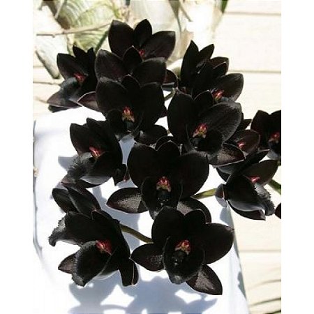 Catasetum Negro - Fredclarkeara After Dark "Black Pearl"