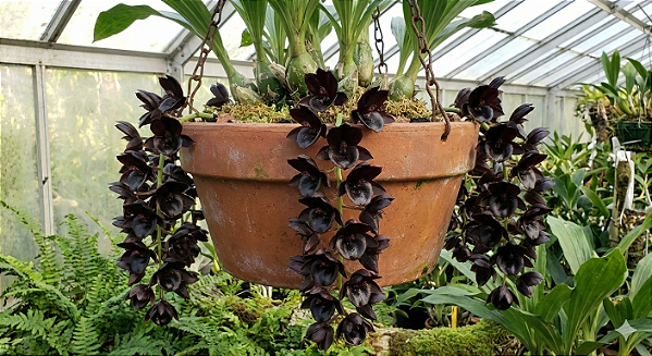 Orquídea Catasetum Negro - Fredclarkeara After Dark "Black Pearl"
