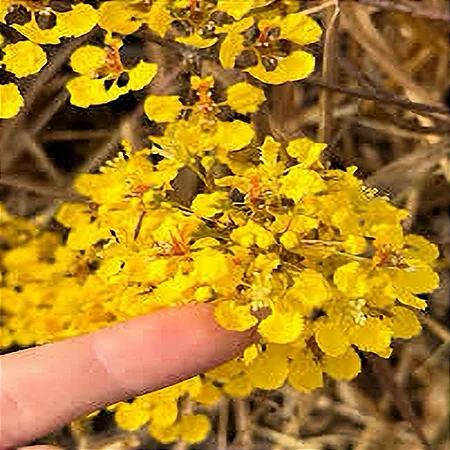 Cipó Ouro - Diplopterys lutea