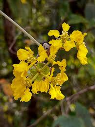 Cipó Ouro - Diplopterys lutea