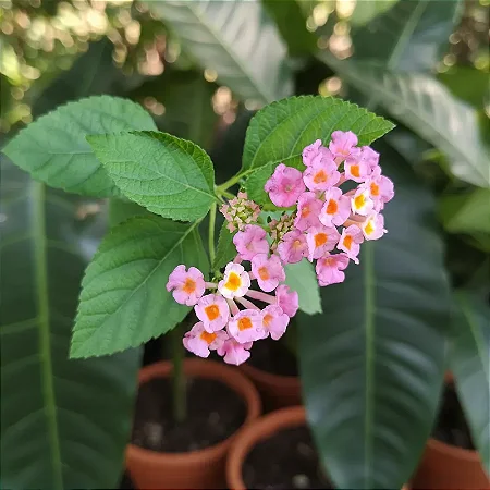 Lantana Rosa - Planta Arbustiva