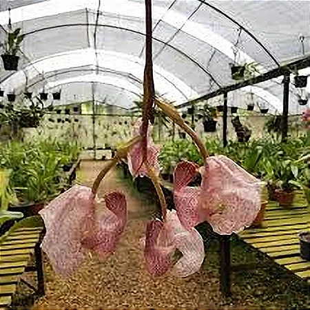 Orquídea Coryanthes schmidtii