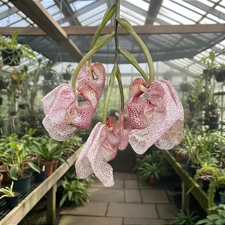 Orquídea Coryanthes schmidtii