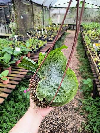 Platycerium superbum na Kokedama