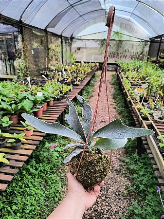 Platycerium lemoinei na Kokedama