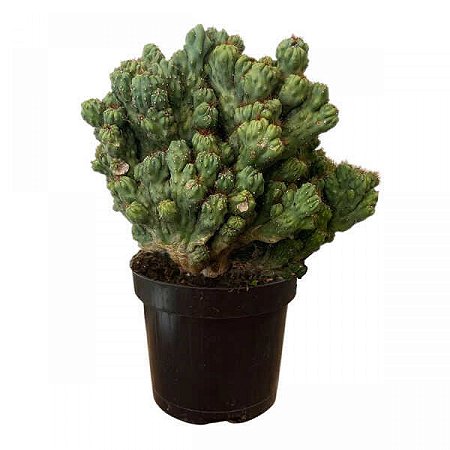 Cereus monstrosus cristata