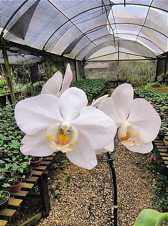 Orquídea Phalaenopsis Cosmic Flare