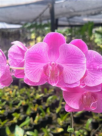Phalaenopsis Sogo Vivien