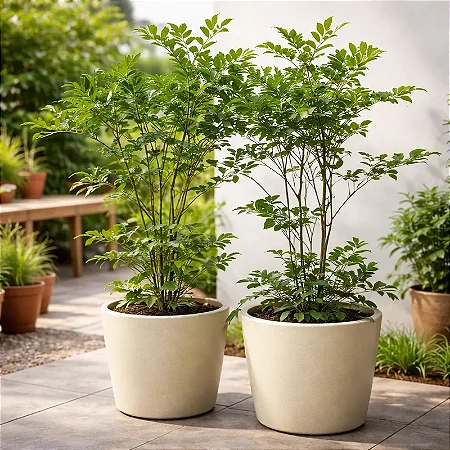 Leia Verde - Leea guineensis - Arbusto Ornamental