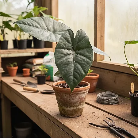 Alocasia talo negro - Alocasia Macrorrhizos 'Black Stem'