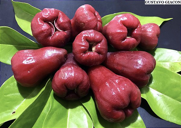 Jambo Vermelho ou Jambo Roxo - Syzygium malaccense