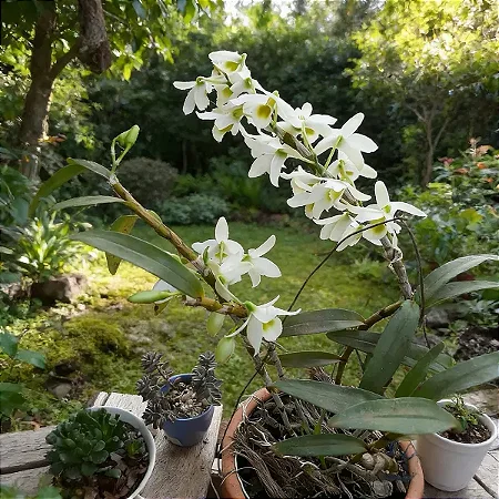 Orquídea Dendrobium Nobile Branco com Miolo Verde no Toco