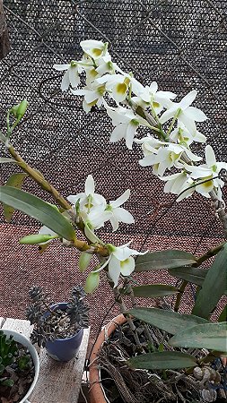 Dendrobium Nobile Branco com Miolo Verde no Toco