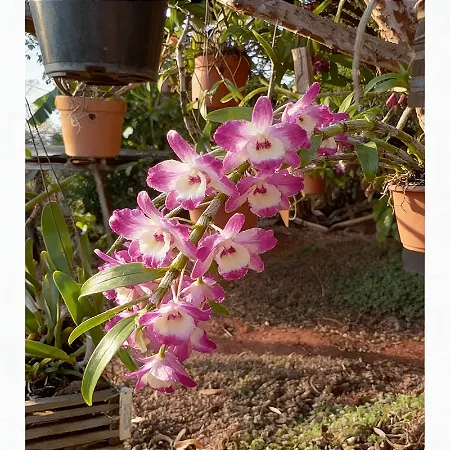 Dendrobium Nobile Rosa com Miolo Branco no Toco