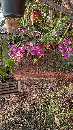 Dendrobium Nobile Rosa com Miolo Branco no Toco