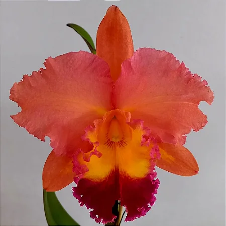 Cattleya BLC Salmon Tak