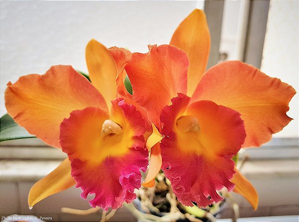 Cattleya Potinara Helga Margaret Gray