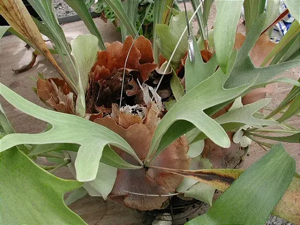 Platycerium regina (Muda Pequena)