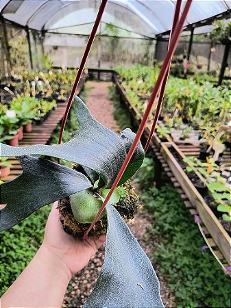 Platycerium regina (Muda Pequena)