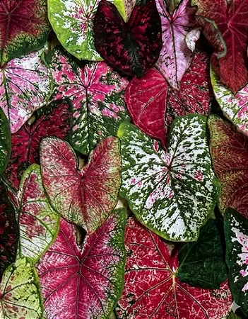 Bulbo de Caládio Mix Olympikus Colorido (Tamanho T)