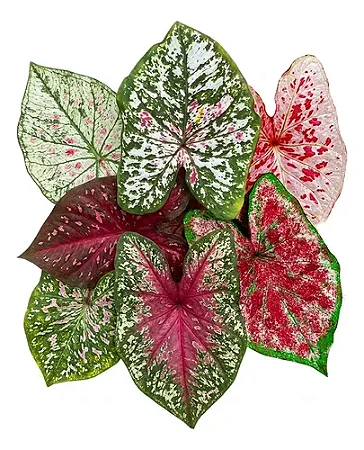 Bulbo de Caládio Mix Confete Colorido (Tamanho T)