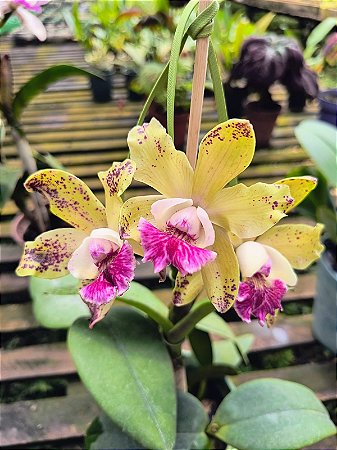 Cattleya Oriental Elf Jungle